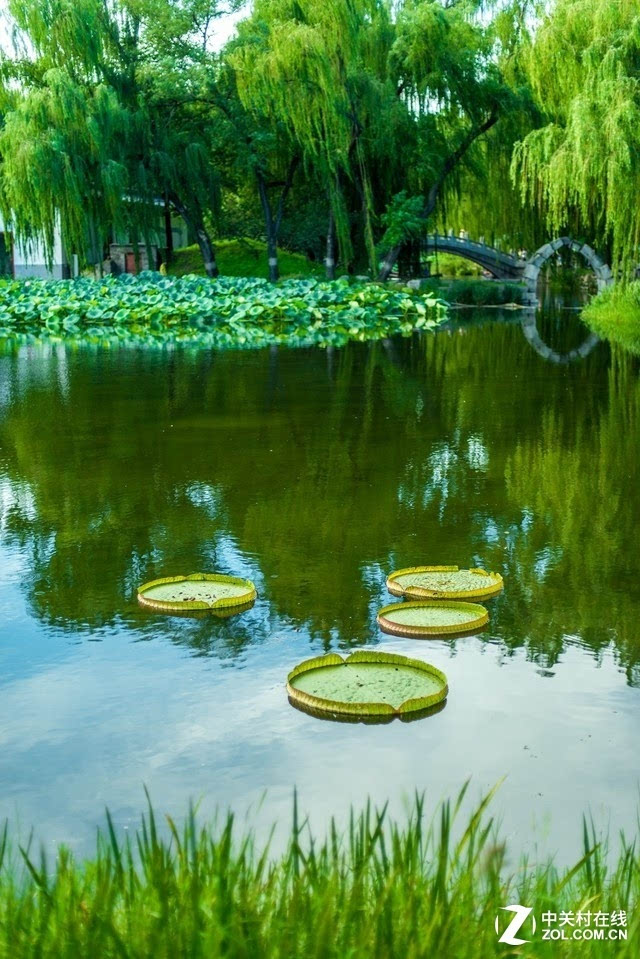 北京園林頤和園的花草樹木