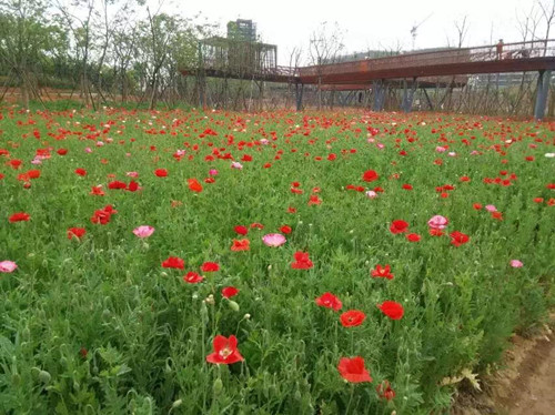 園冶杯專業獎：鹿鳴公園景觀工程