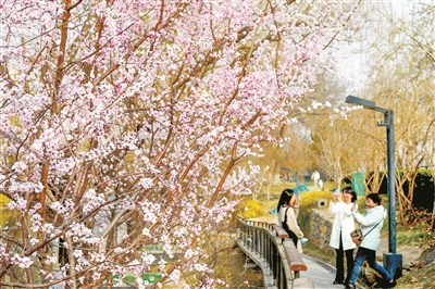 北京迎來春花觀賞季：132處公園賞花片區等待游客